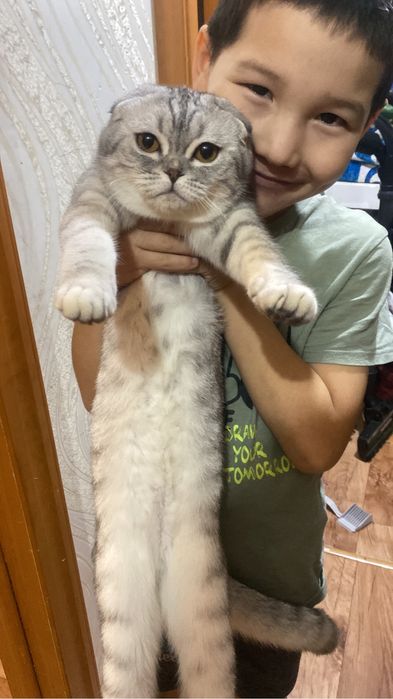Кошка Вислоухая Шотландская