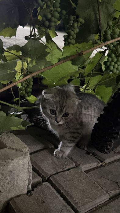 2 котенка шотландских вислоухих