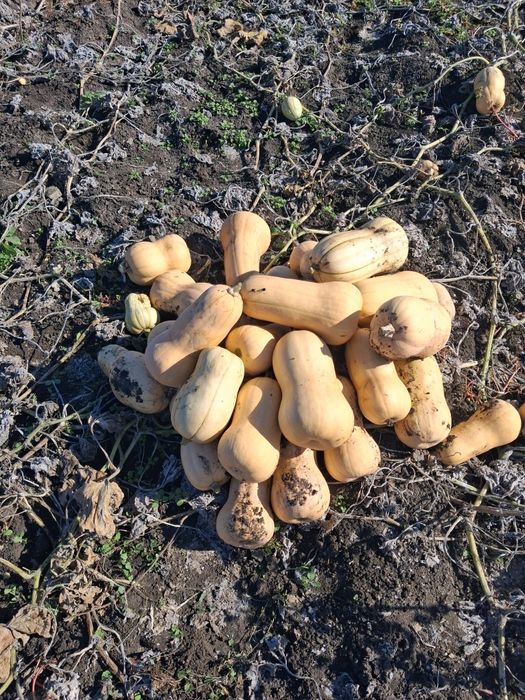 Продавам Тиква Матилда