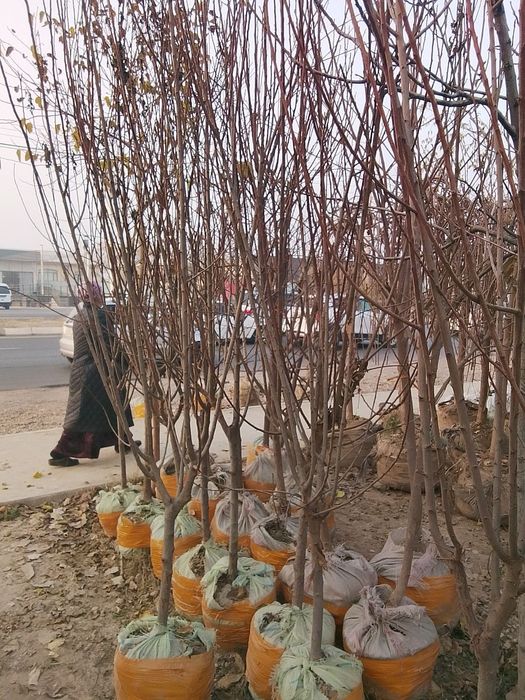 мавали дарахт кучатлари нархи кучатни ёши ва навига караб келишами