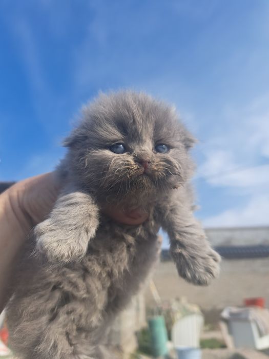 Продам шотландский скоттиш фолд