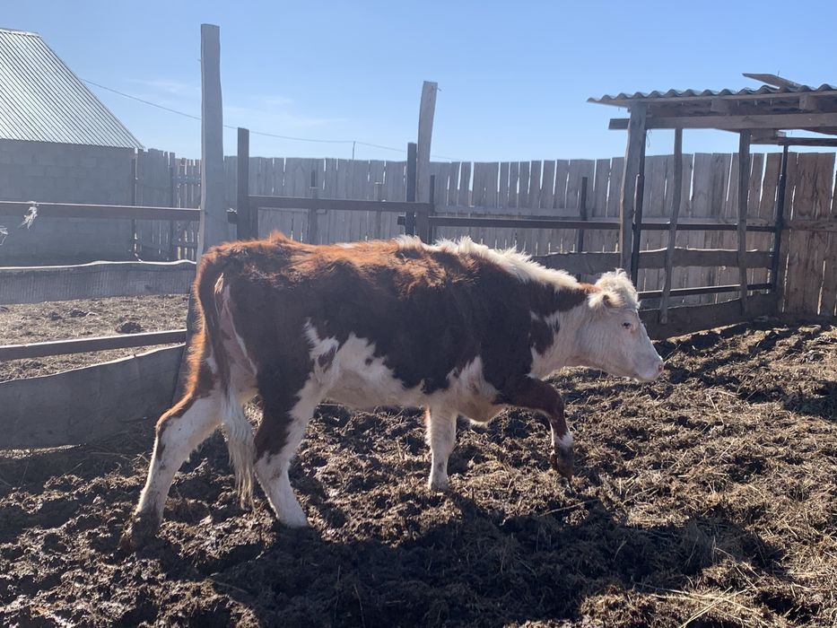 Кашар сатам 2,5 жаста қысыр