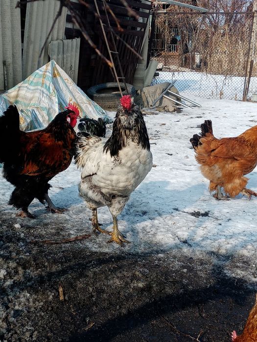 Продам молодых петухов