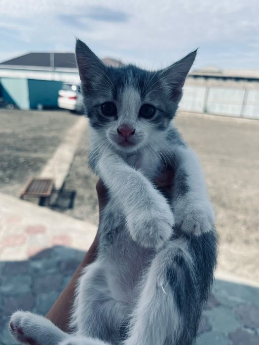 Котенок бесплатно