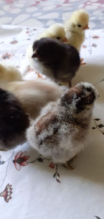 Puii de mătase și de moțată olandeză,și de ouă verzi