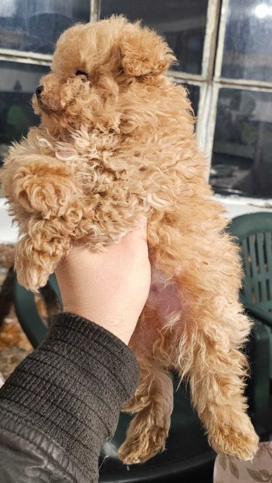 Pomapoo Померан/Пудел