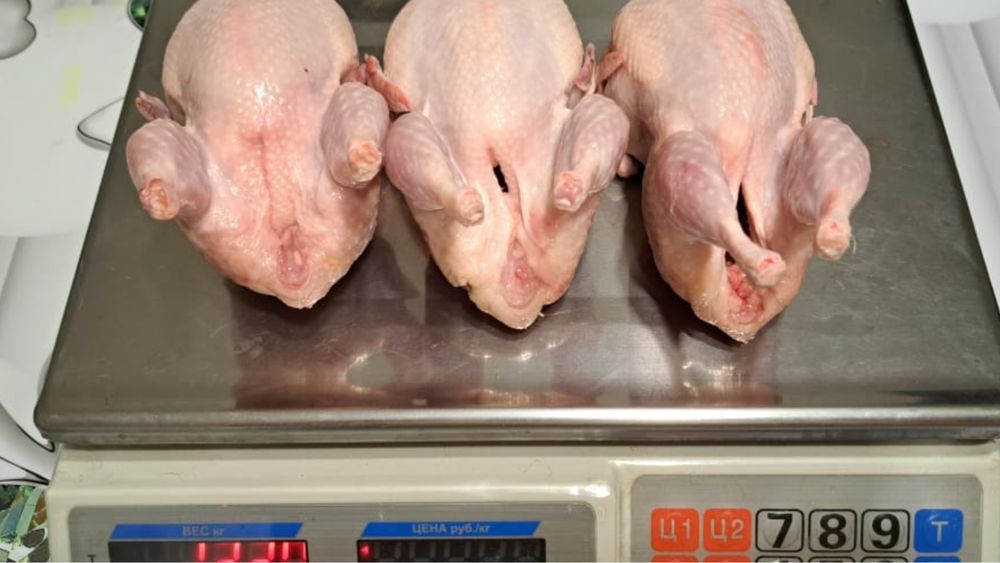 Перепелиное мясо.