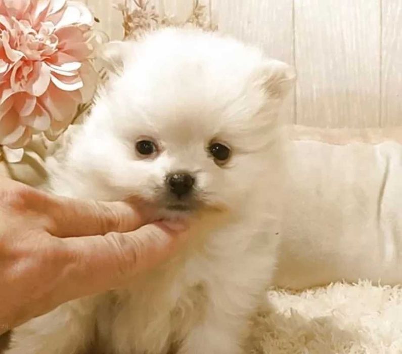 Померан мини и стандартен