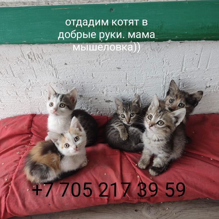 котята в добрые руки
