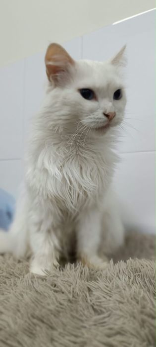 Кошка турецкая ангора в добрые руки