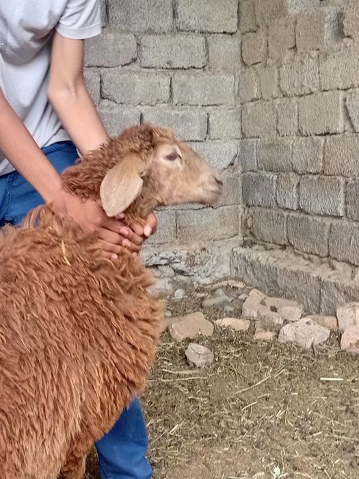Соглик кузилар сотилади