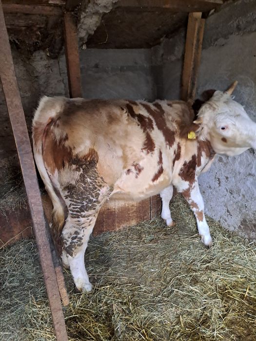 Vând juninca 1 an si 4 luni