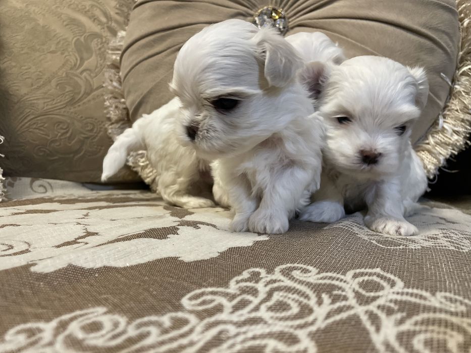 Лучший подарочек это «Я».