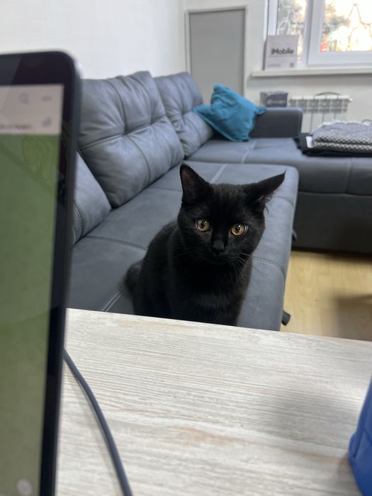 кот для вязки скотиш страйт