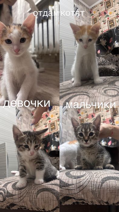 Отдам котят бесплатно