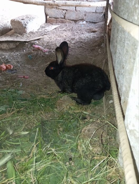 Flander Kaliforniya paroda