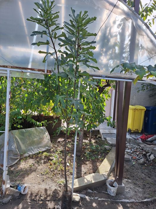 Smochini cu fructe mov , diverse marimi