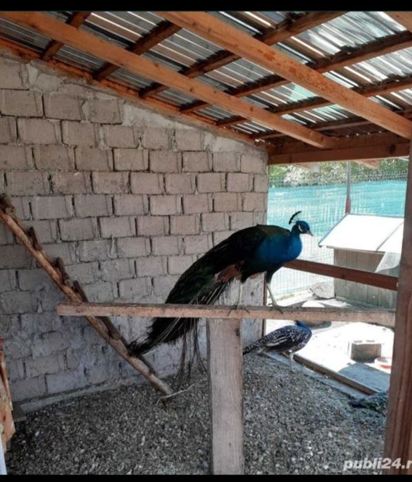 Vând pereche de păuni!