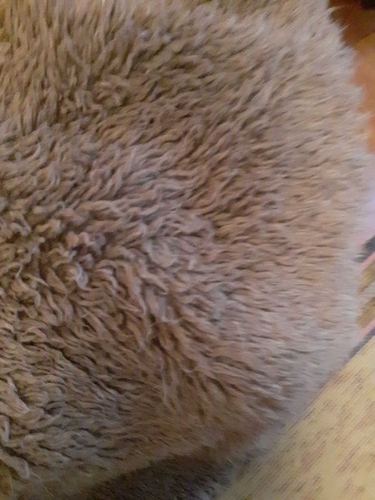 Домашен естествен губер