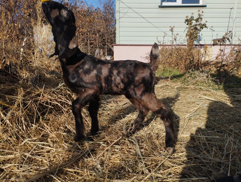 Козлята англо-нубийской породы