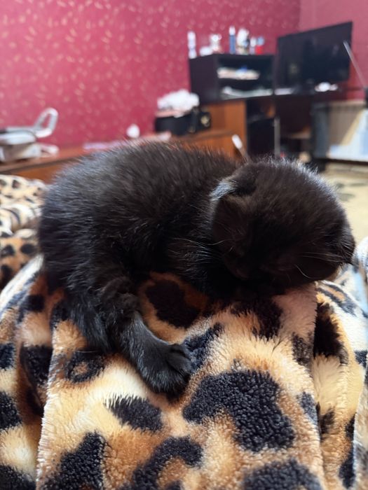 Шотланская веслоухая