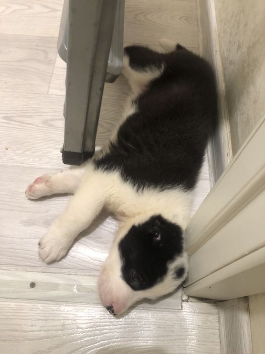 Бойцовский Алабай