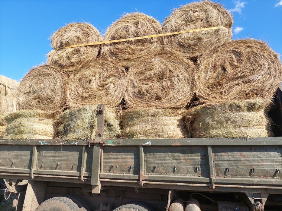 Шөп сатылады доставка +12.000