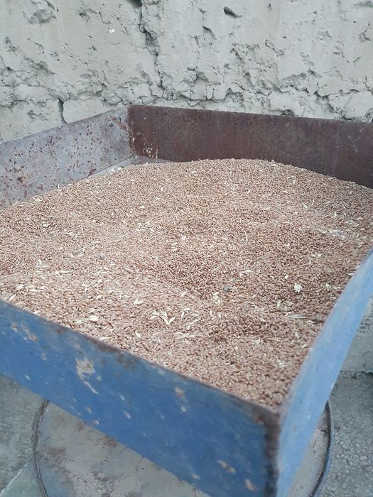 Dirabilka Kuchlisi Buģdoy Makkoyi Bedda..