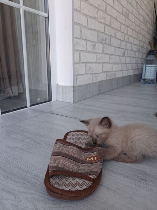 Ищем хозяина для котят