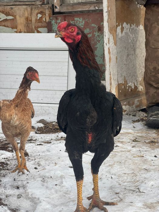 Продам дакан питух