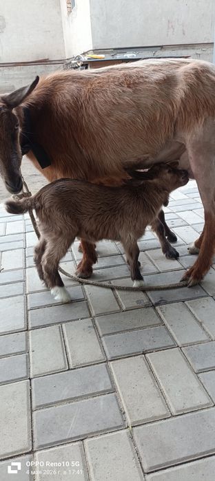 Продам козлёнков