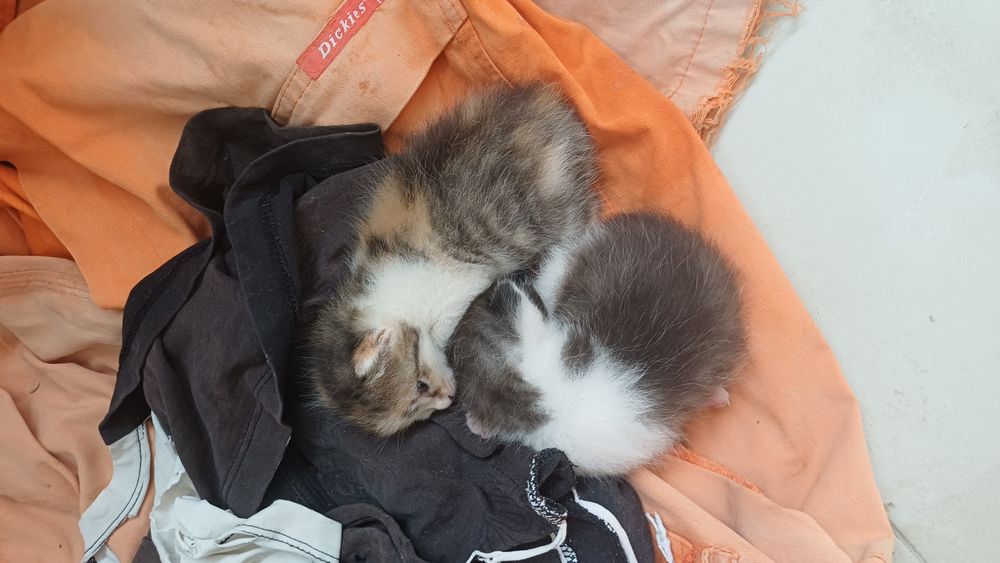 Кошка кому нужно