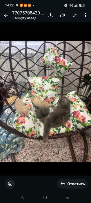 Кошки , милые кошки