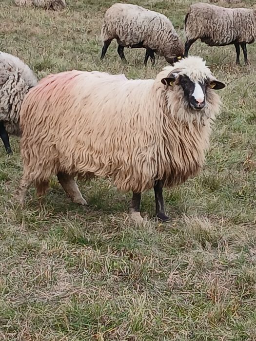 De vanzare 10 mioare