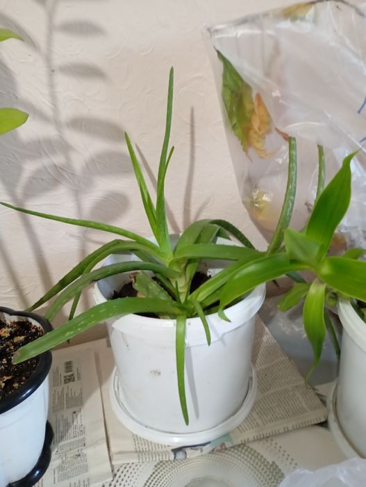 Продам  цветы всё по 5000