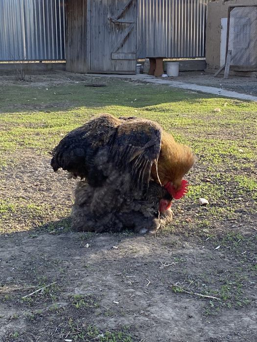 Кохинхин окрас криль