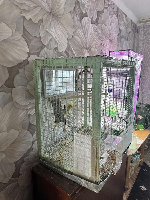 Попугай Карелла вместе с клеткой