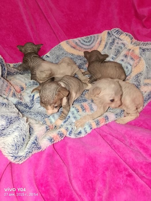 Котята канадский сфинкс