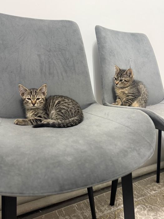 Бесплатно одам кошку