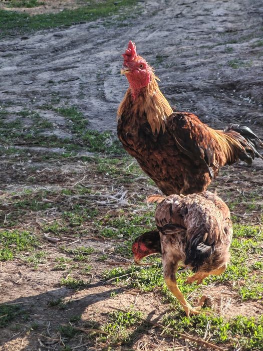 Продам бойцовых петухов и кур