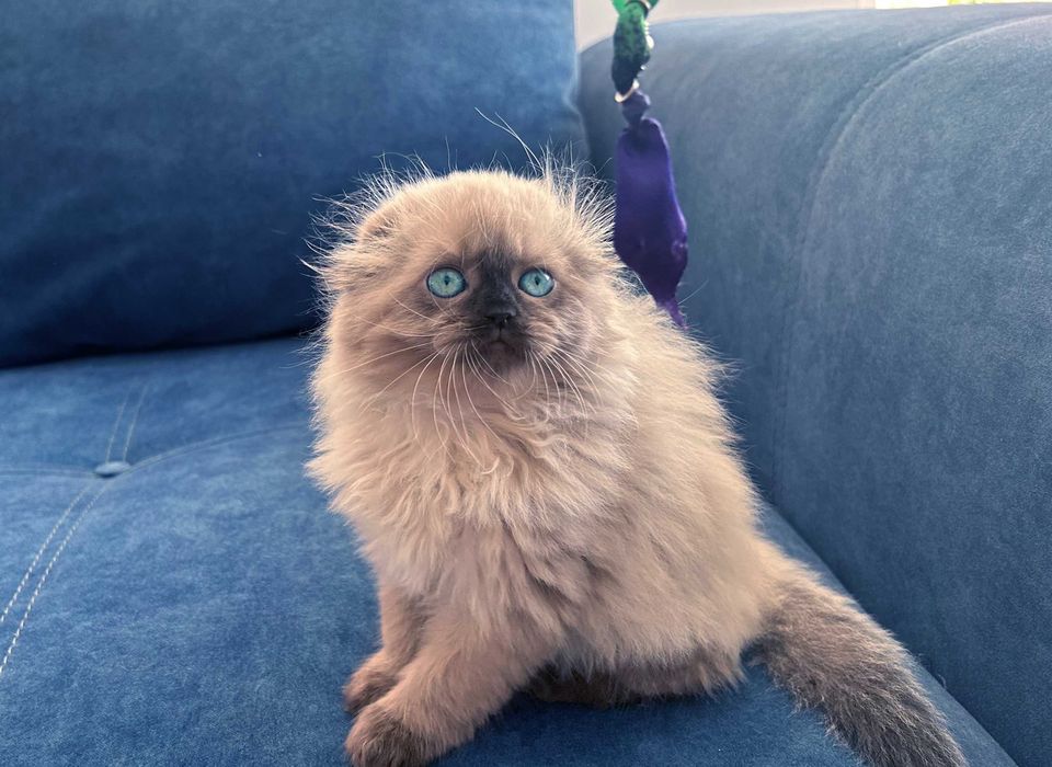 Pisicuță Scottish Fold Loghair, Chocolate-point de cea mai înaltă calitate. Pedigree. 2 luni