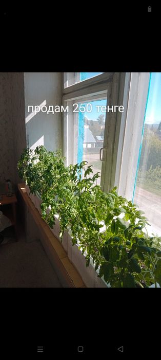Продам рассаду помидор
