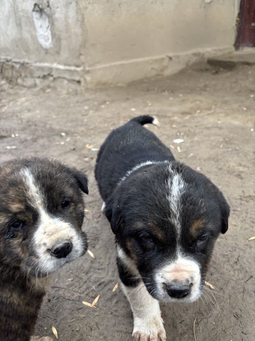 Тобет күшіктер сатылады 1,5айлық