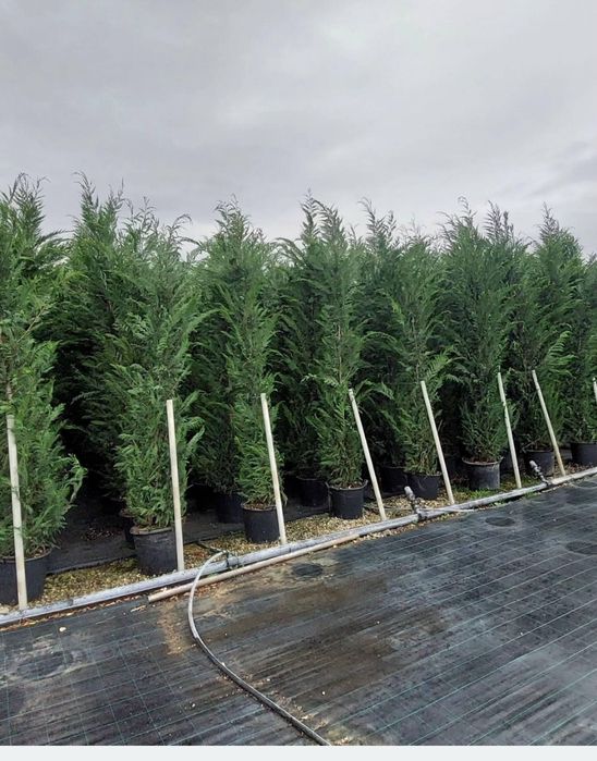 Leylandii chiparos la ghiveci