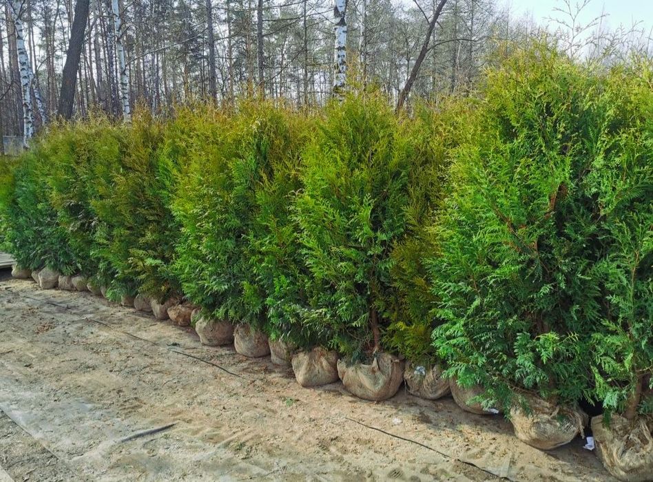 Туя книжний Зелёный забор учун