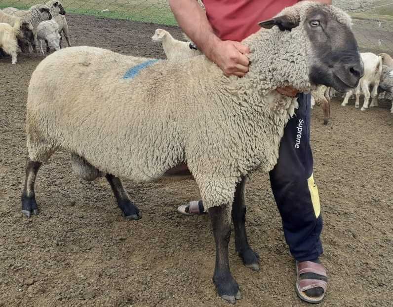 Ретро лесбиянки видео онлайн