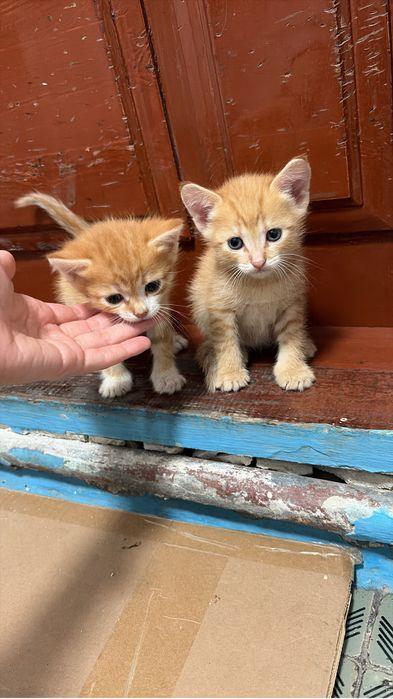 Отдам котят в любящие руки