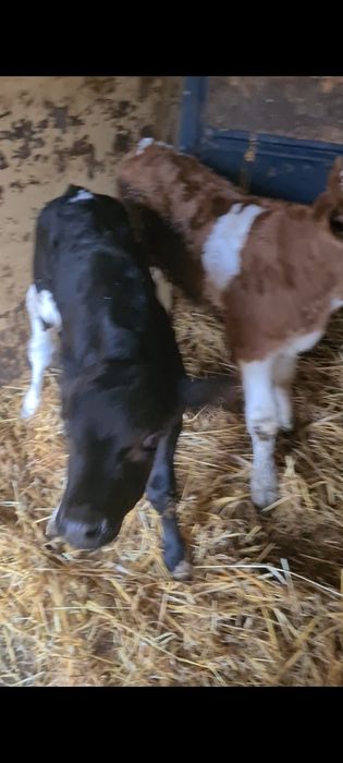 De vânzare 2 taurasi