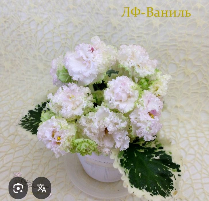 Детки сортовых фиалок.