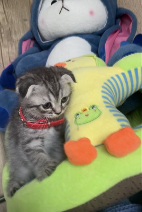 котята серебристая и шотландская